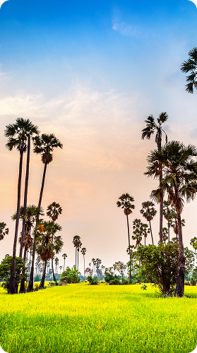 Palm Trees Landscape